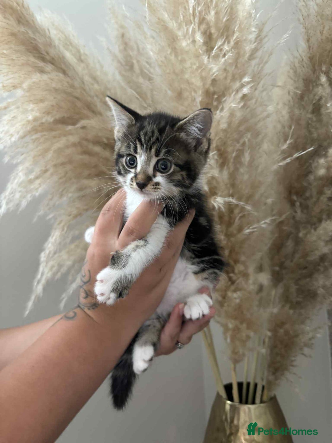 Mixed Breed cats for sale: Beautiful kittens available now  - Image 1