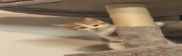 Mixed Breed cats for sale: Kitten  in Bedford - Advert 3