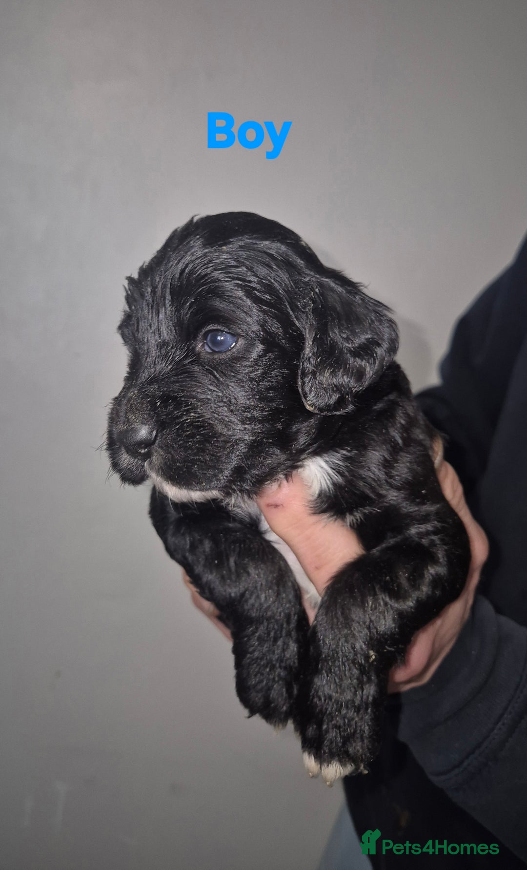 Mixed Breed dogs for sale: Gorgeous Sprockapoollies - Advert 6