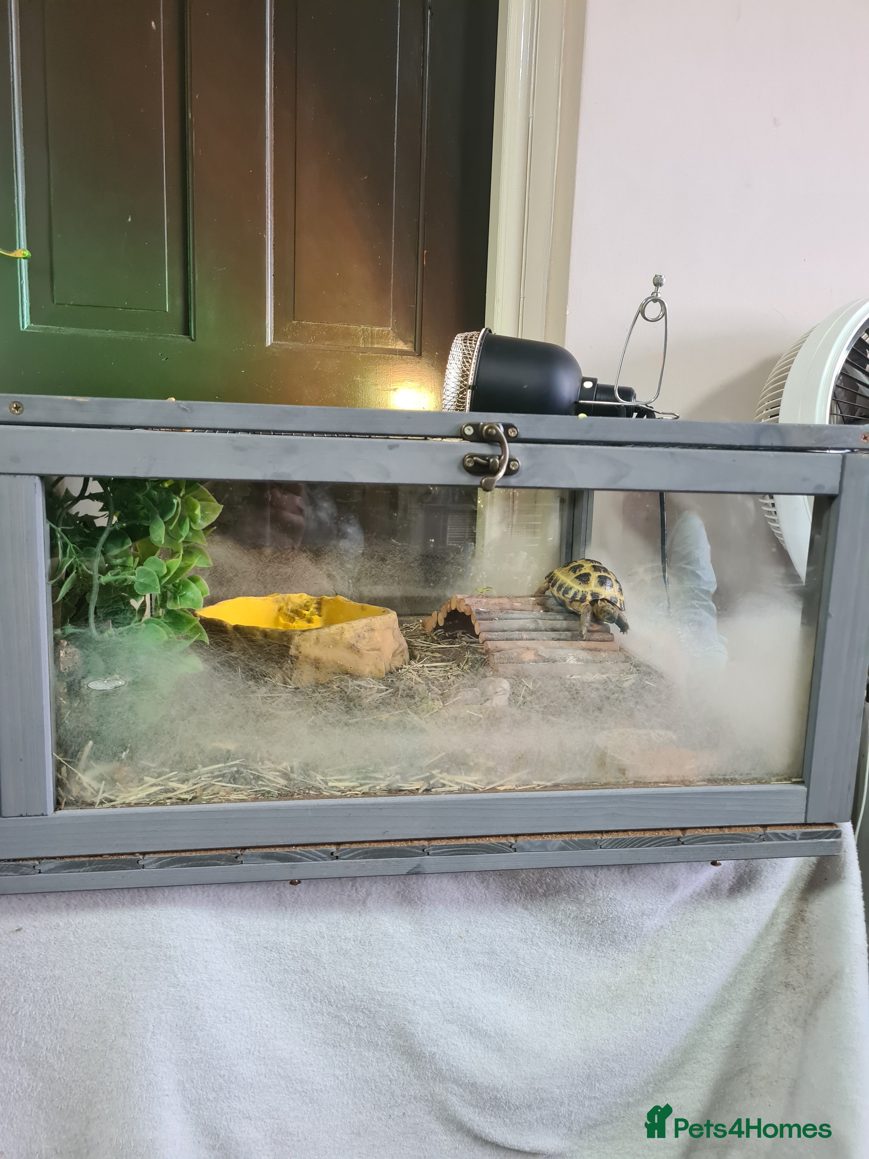 Mixed Breed invertebrates Tortoise - Advert 17