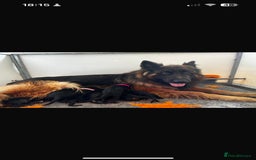 German Shepherd dogs for sale: ⭐️ big bone GSD puppies⭐️ - Image 10