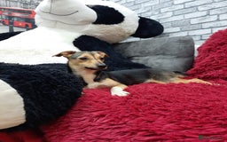 Mixed Breed dogs for adoption: 💖🐶 ADELE 🐶💖 - Image 12