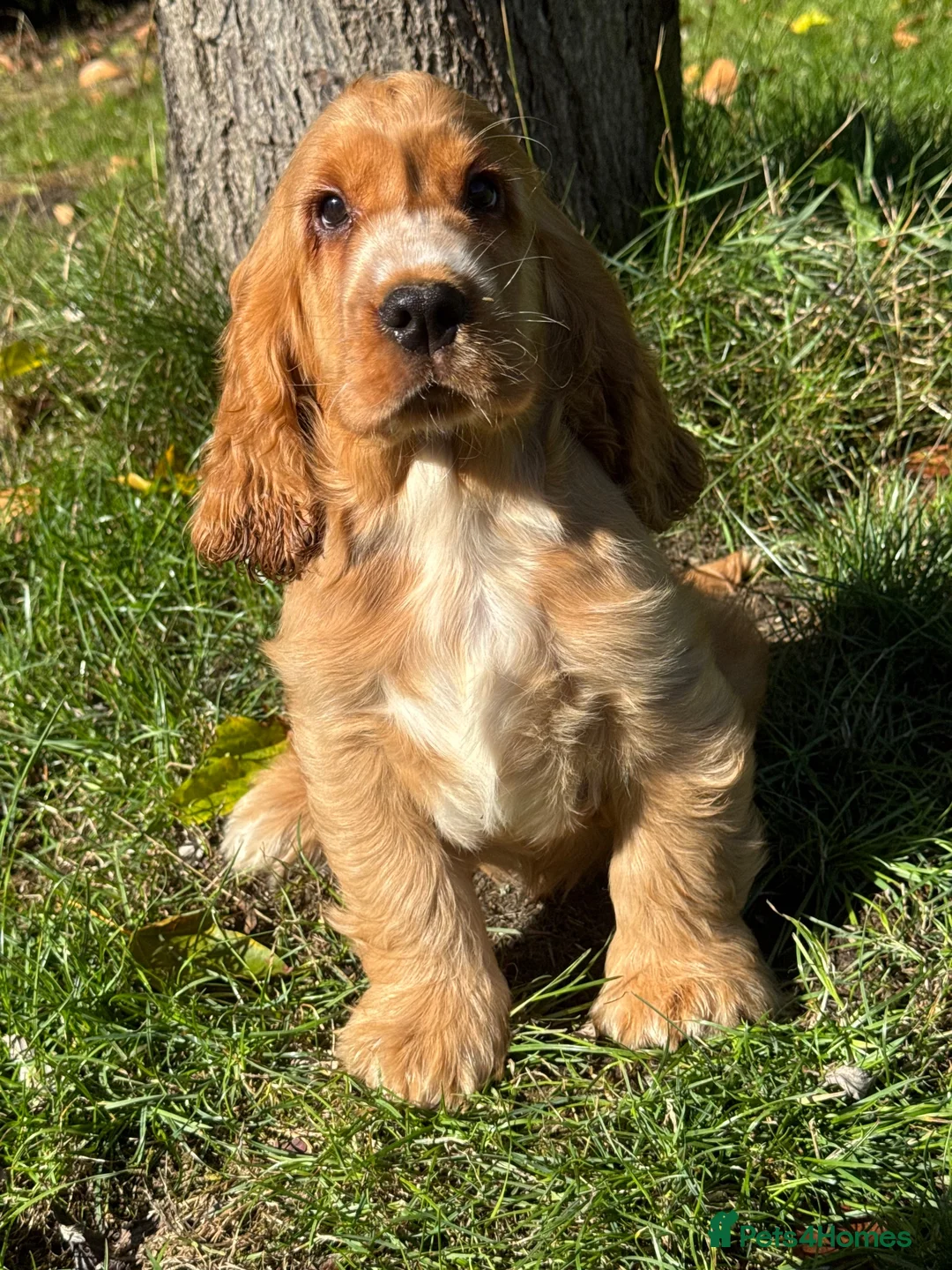 Cocker Spaniel dogs for sale: GOLD SHOWTYPE COCKER SPANIELS HEALTHTESTED PARENTS - Advert 7