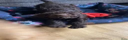 Cockapoo dogs for sale: F1b Cockapoo puppies  - Advert 6