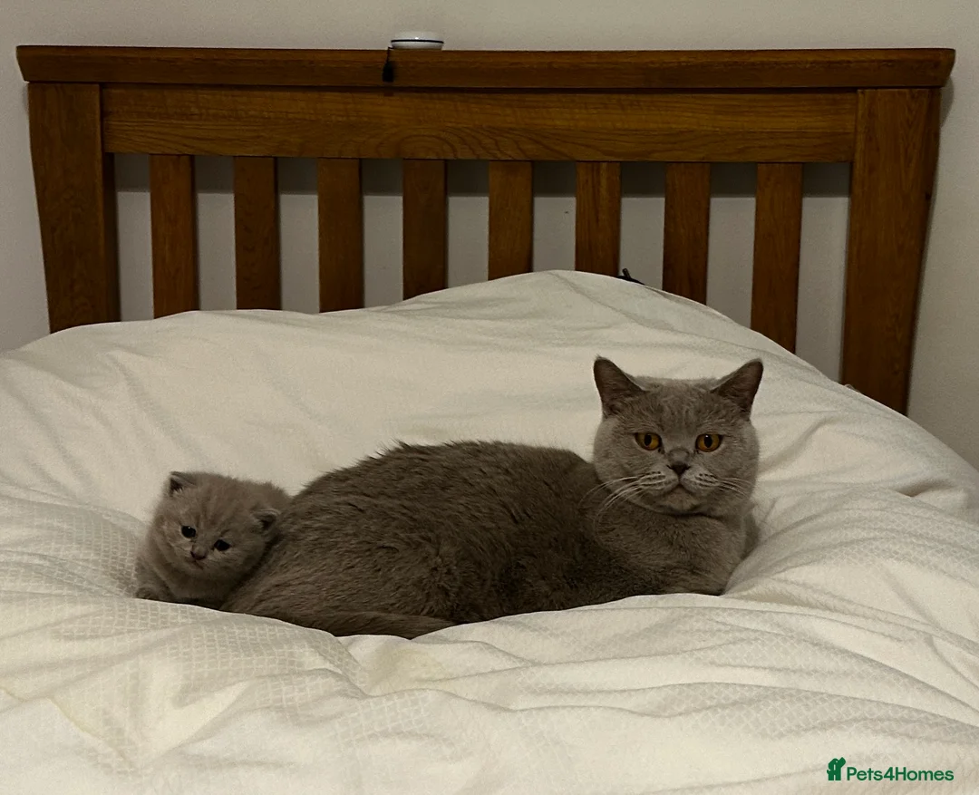 British Shorthair cats for sale: BSH Pedigree Cat and her kitten - Advert 2