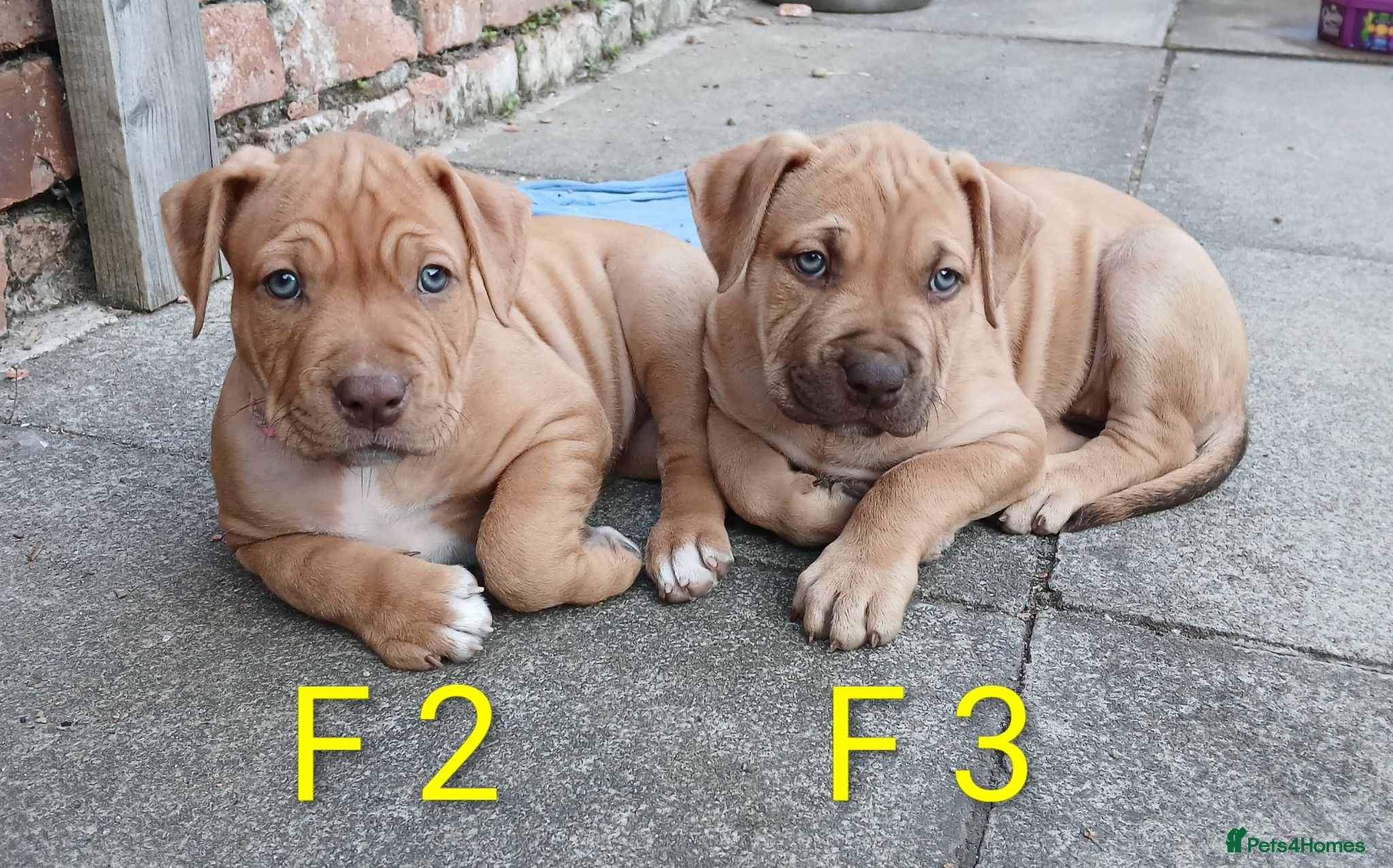 American Bull Staffy dogs American Bull - Advert 2