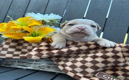 Olde English Bulldogge dogs for sale: MUST SEE OLDE ENGLISH PUPPIES!!  - Image 31