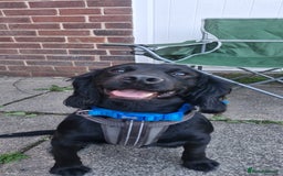 Cocker Spaniel dogs for stud: Kc reg Stitch for stud - Image 7