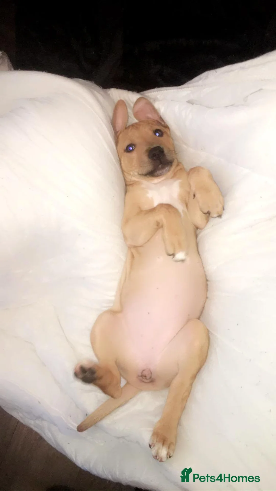 Mixed Breed dogs for sale: ***MISS LULA LEMON*** - Advert 24