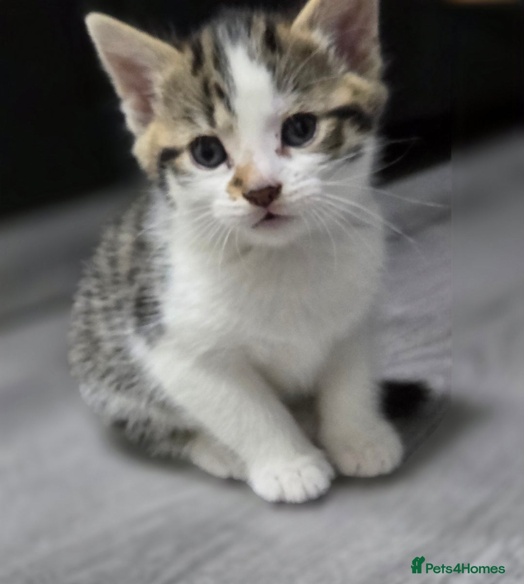 Mixed Breed cats for sale: Mixed breed kittens - Advert 11