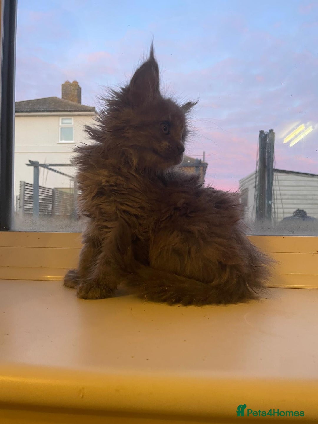 Maine Coon cats for sale: Maine Coon polydactyl (left two girls) - Advert 4