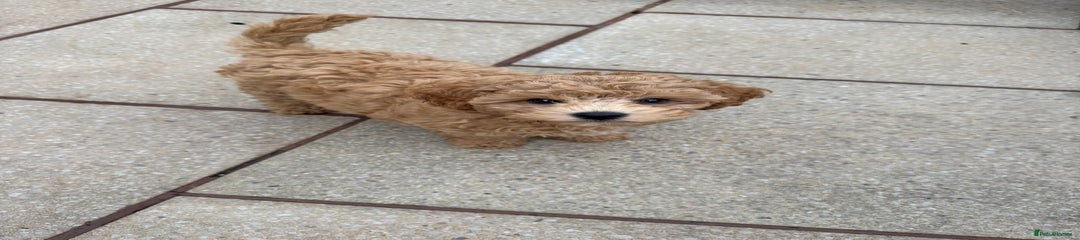 Chewie