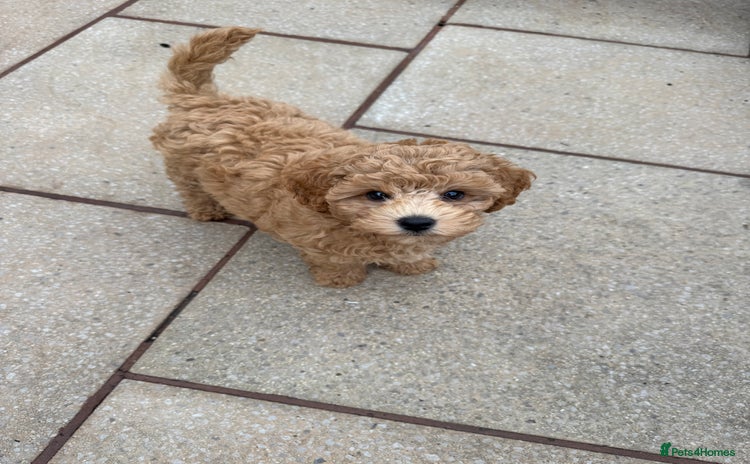Poochon dogs - Advert 1
