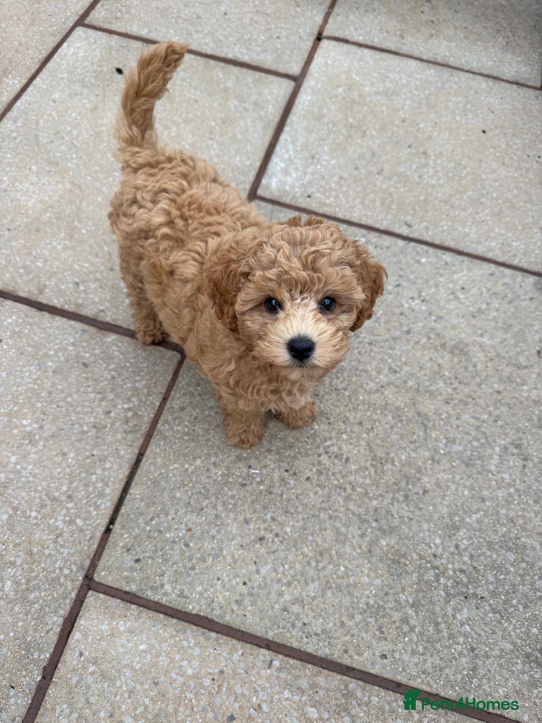 Poochon dogs for sale: Male poochon F1b - Image 1