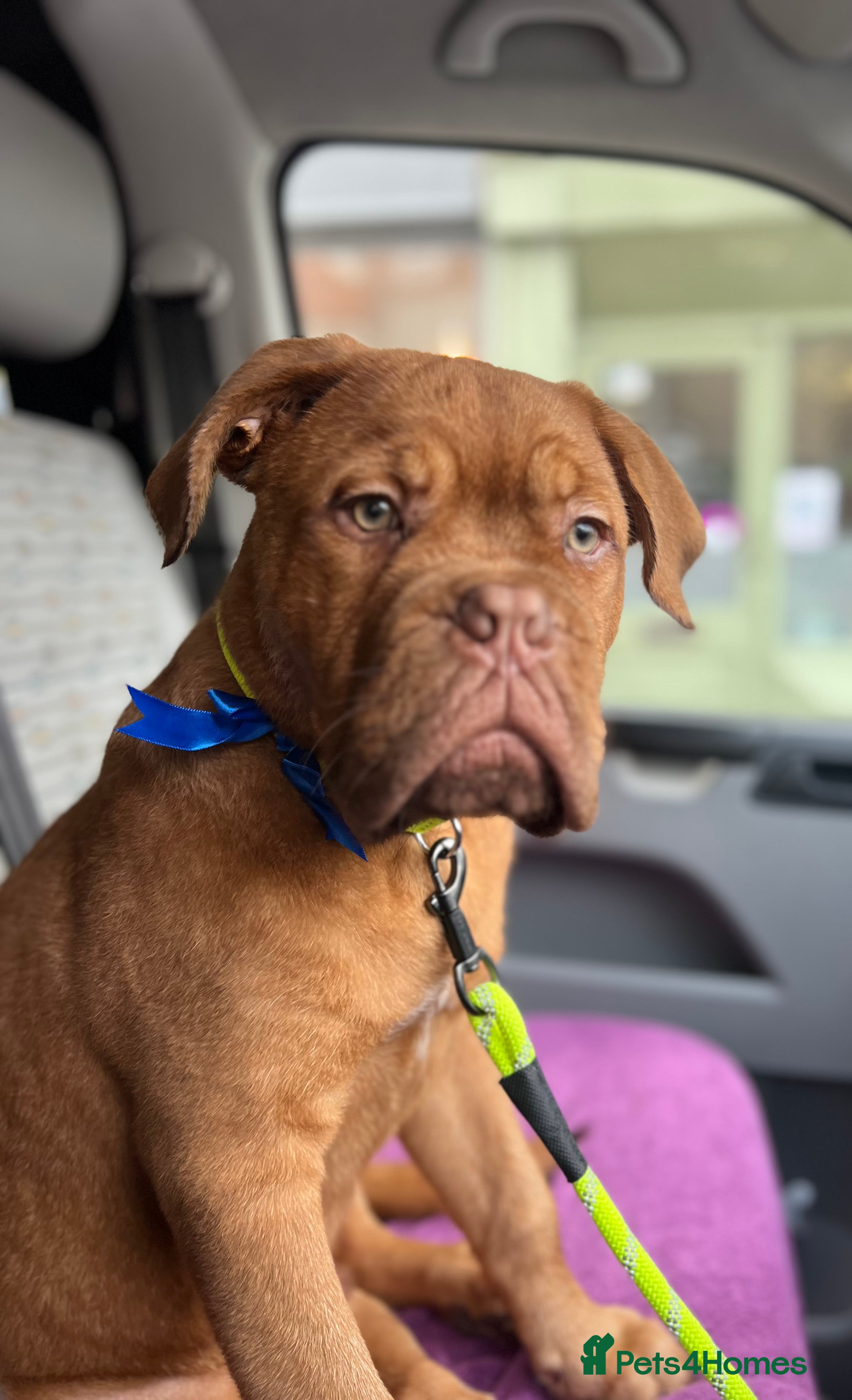 Dogue De Bordeaux dogs dogue de bordeaux - Advert 4