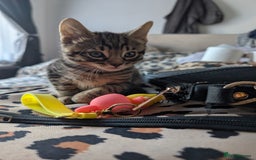 Domestic Shorthair cats for sale: Tabby kittens - Image 1