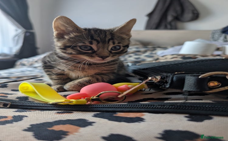 Domestic Shorthair cats - Advert 2