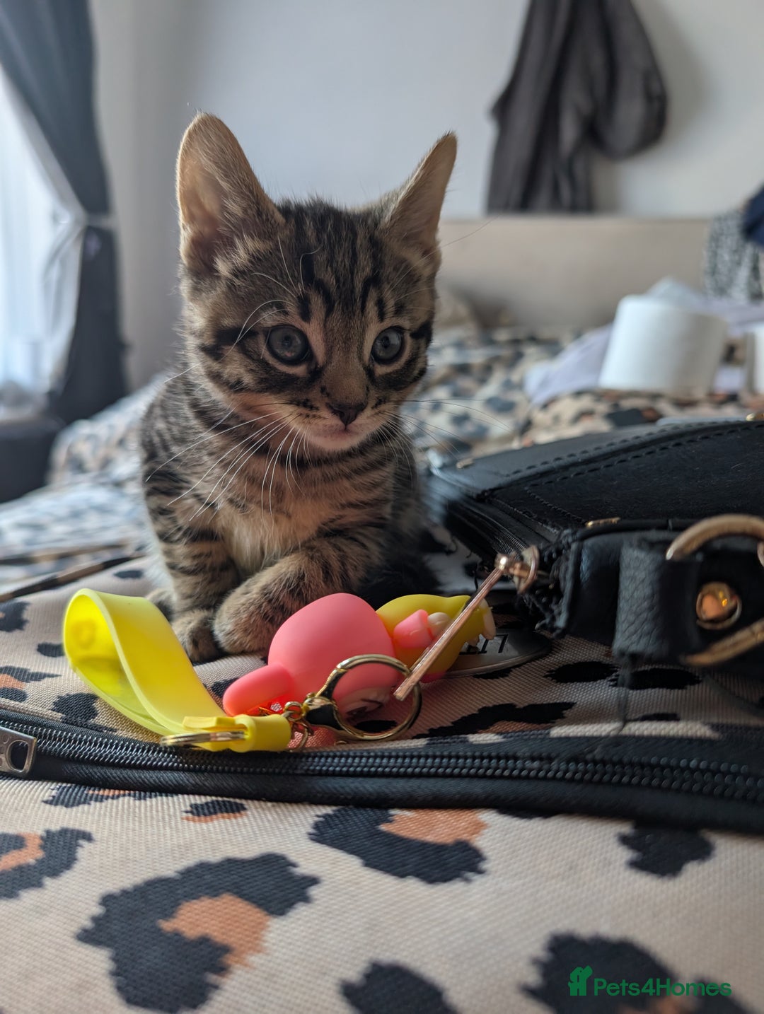 Domestic Shorthair cats for sale: Tabby kittens - Image 1