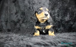 Miniature Dachshund dogs for sale: KC PRA Clear Mini Longhair Daxies – Dapple - Advert 24