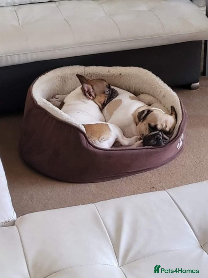 French Bulldog dogs 2 French Bulldogs  - Advert 4