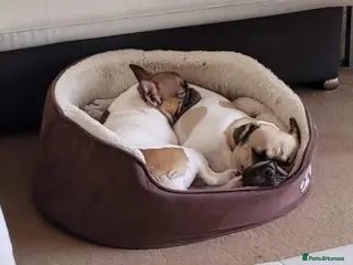 French Bulldog dogs 2 French Bulldogs - Advert 4