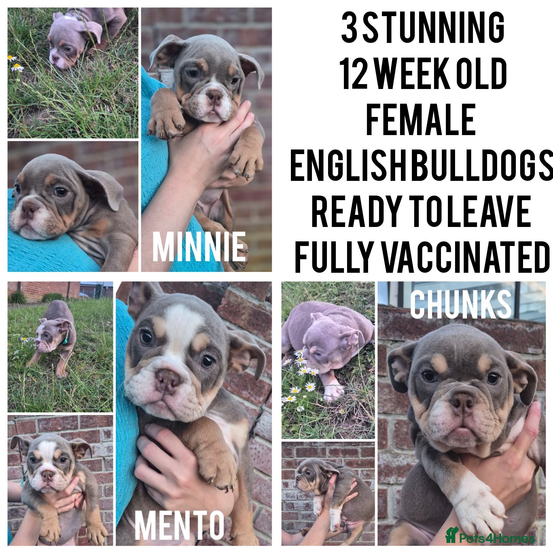 English Bulldog dogs Fully Vaccinated Ready To leave English Bulldog - Advert 1