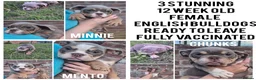 English Bulldog dogs for sale: Fully Vaccinated Ready To leave English Bulldog - Advert 1
