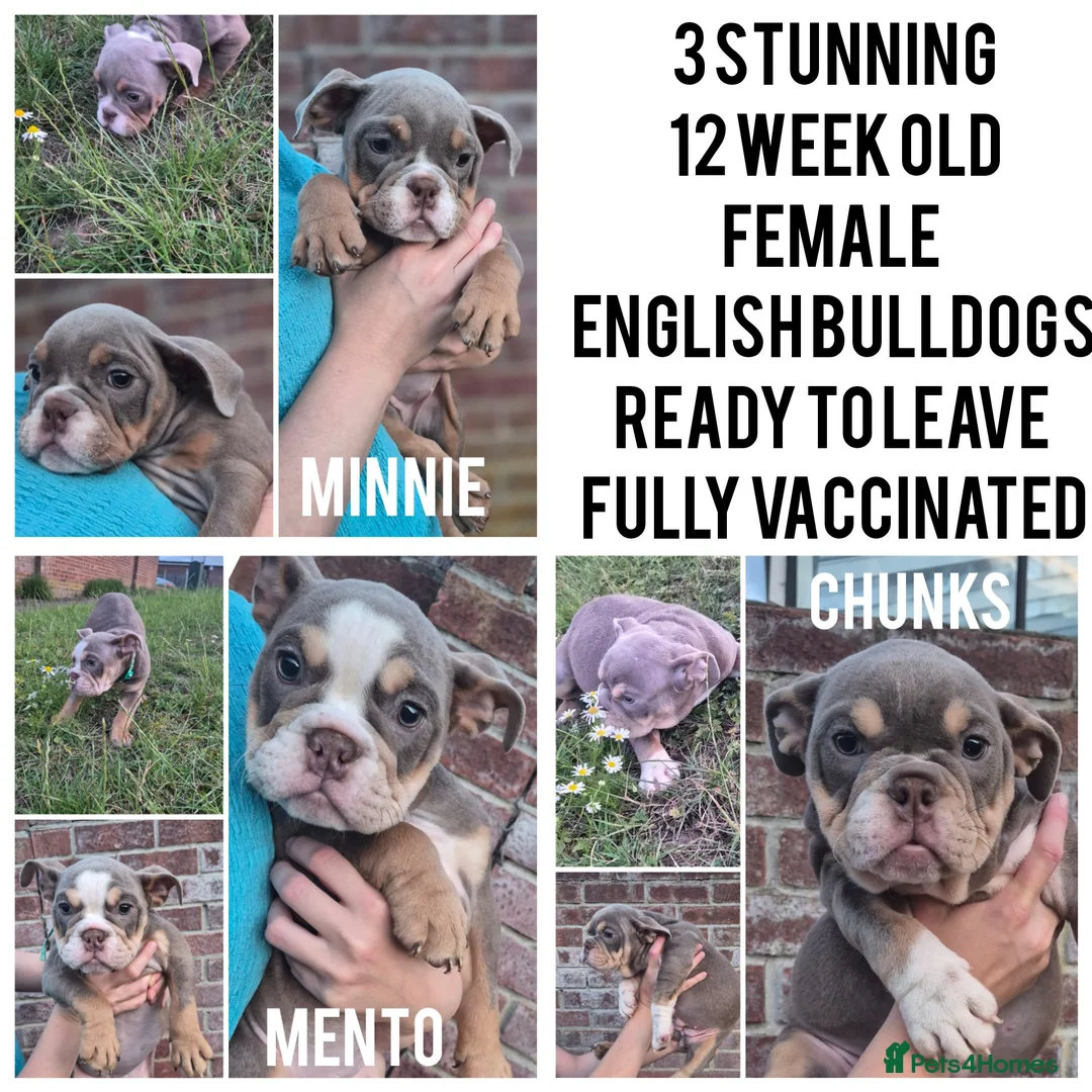 English Bulldog dogs for sale: Fully Vaccinated Ready To leave English Bulldog - Advert 1