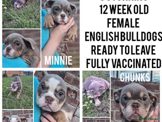 English Bulldog dogs Fully Vaccinated Ready To leave English Bulldog - Advert 1