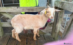 Goats livestock for sale: 2024 2025 does and wether for sale Boer x RGG - Image 3