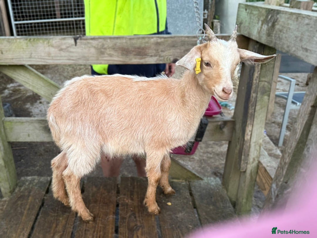 Goats livestock for sale: 2024 2025 does and wether for sale Boer x RGG - Image 3