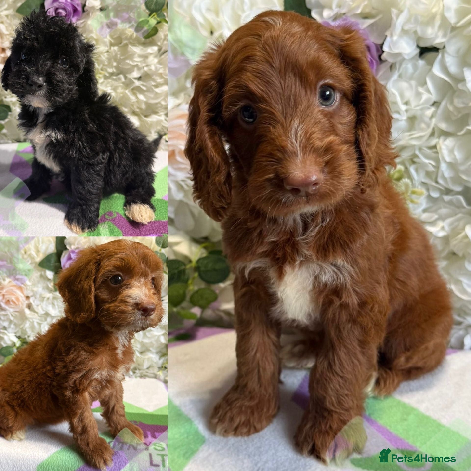 Cockapoo dogs F1 mini Cockapoo’s various colours 30 dna clear  - Advert 1