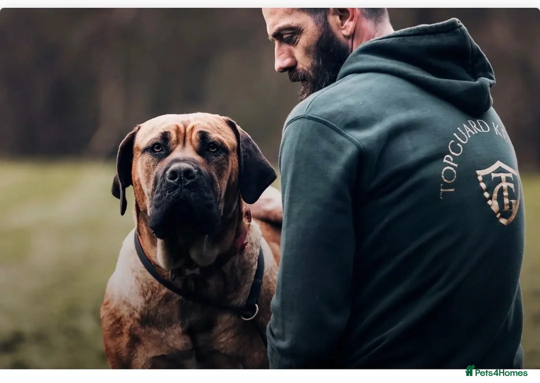 Boerboel dogs for sale: Aggie very very sad sale  in Wingate - Advert 2