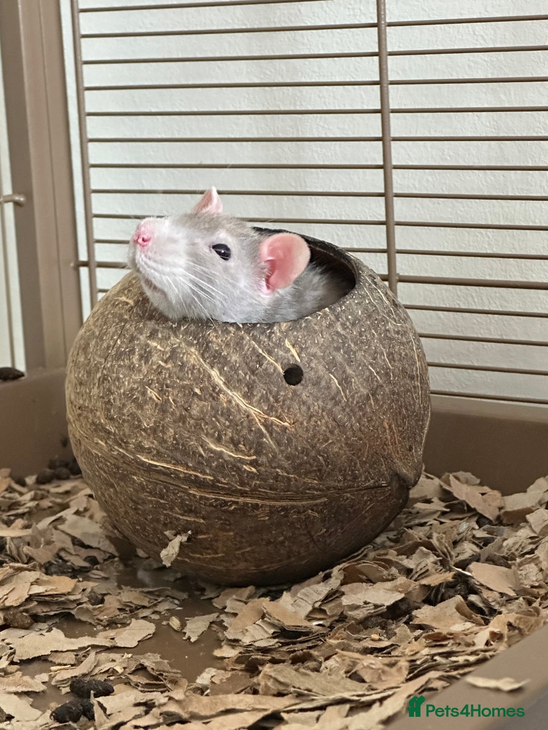 Rat rodents for sale: Three female rats looking for home. - Advert 6