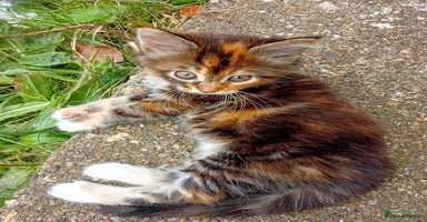 Mixed Breed cats - Advert 2