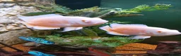 Cichlids fish for sale: plecos, electric blu Dempsey, emp snakehead,Oscars - Advert 16