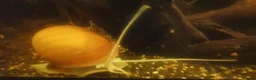 Snails invertebrates for sale: Golden Apple Snails 🐌✨️ Pomacea Canaliculata - Advert 3