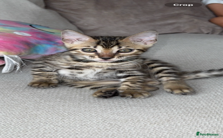 Bengal cats - Advert 5