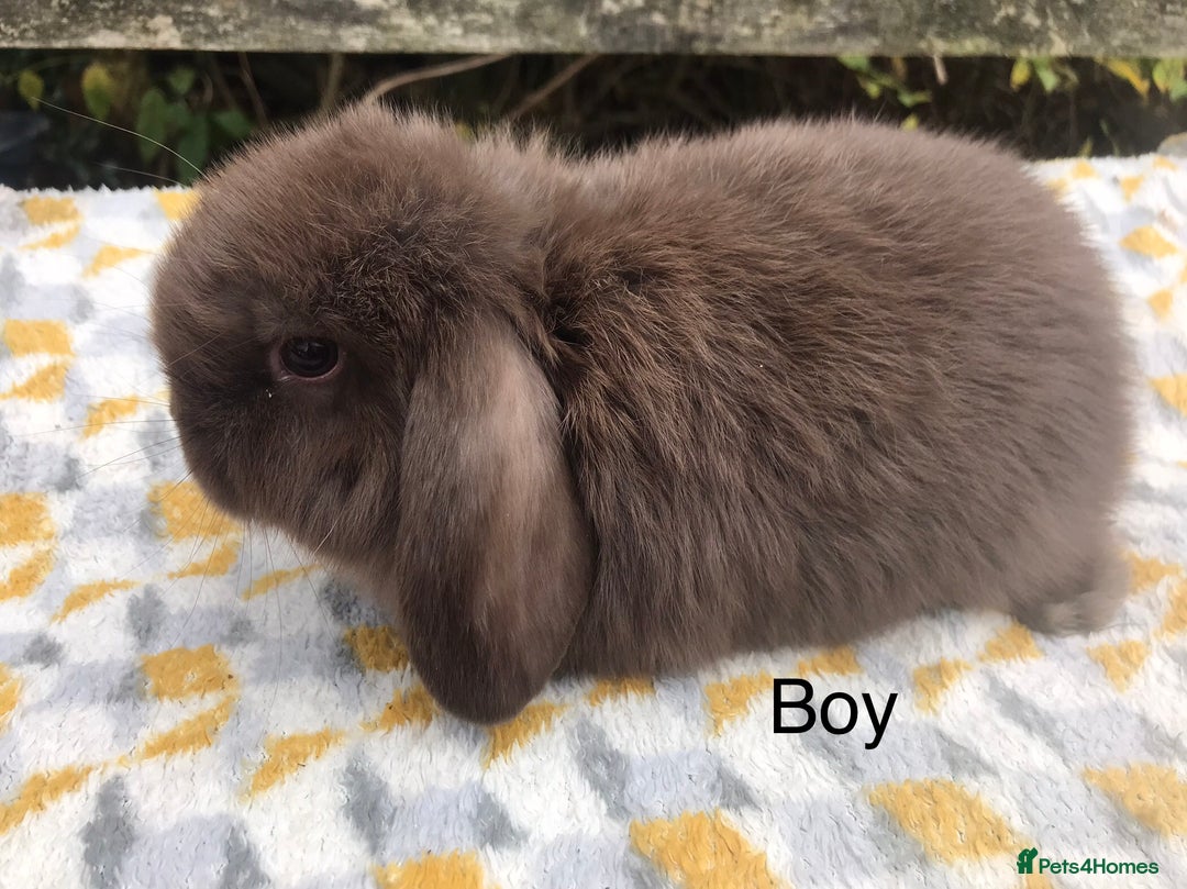 Mini Lop rabbits for sale: Beautiful mini lops  - Advert 6