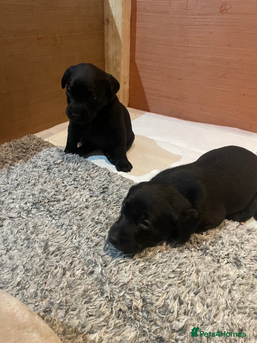 Labrador Retriever dogs for sale: Black Labrador puppies - Advert 9