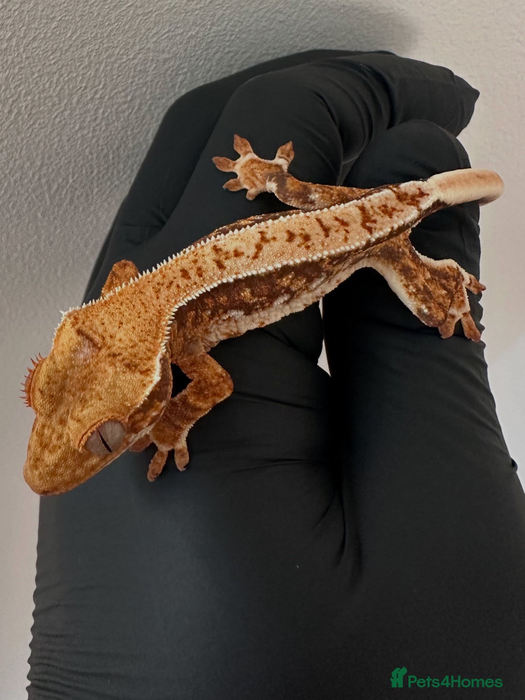 Gecko reptiles for sale: Crested Gecko babies/juveniles - Red Lily whites  in Leicester - Advert 7