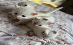 Ragcoon cats for sale: Kittens for sale  - Image 9