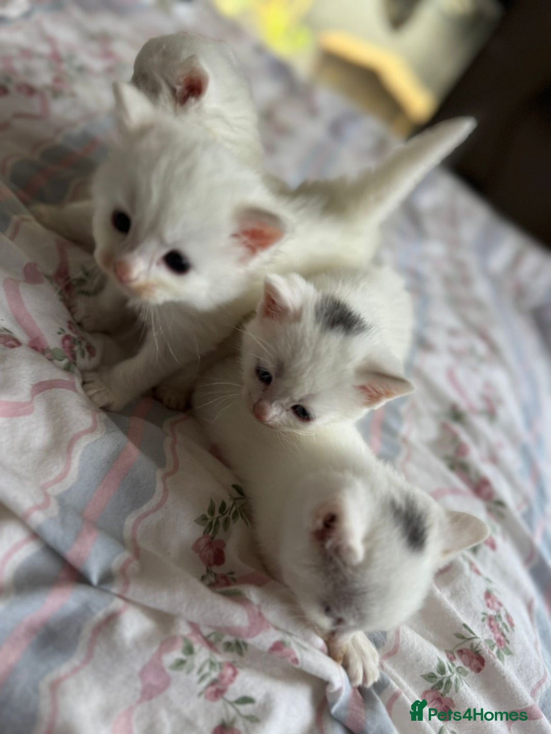 Ragcoon cats for sale: Kittens for sale  - Image 9