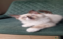Ragdoll cats for sale: Beautiful Ragdoll Kittens Ready Now - Image 6