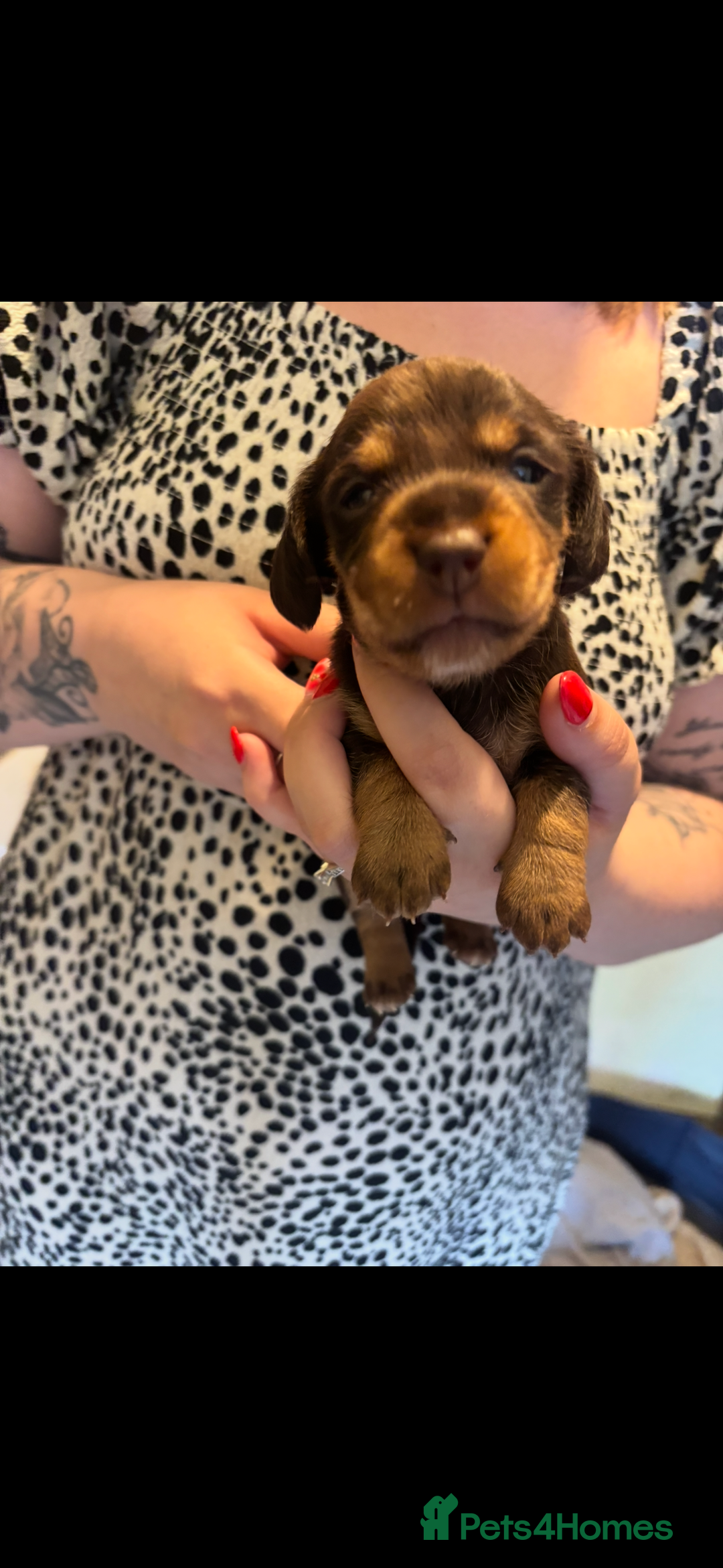 Mixed Breed dogs for sale: Dorkie Puppies  - Image 5