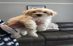 Poochon dogs for sale: Poochons💥 2 Beauties READY TO LEAVE NOW 💥  - Image 30