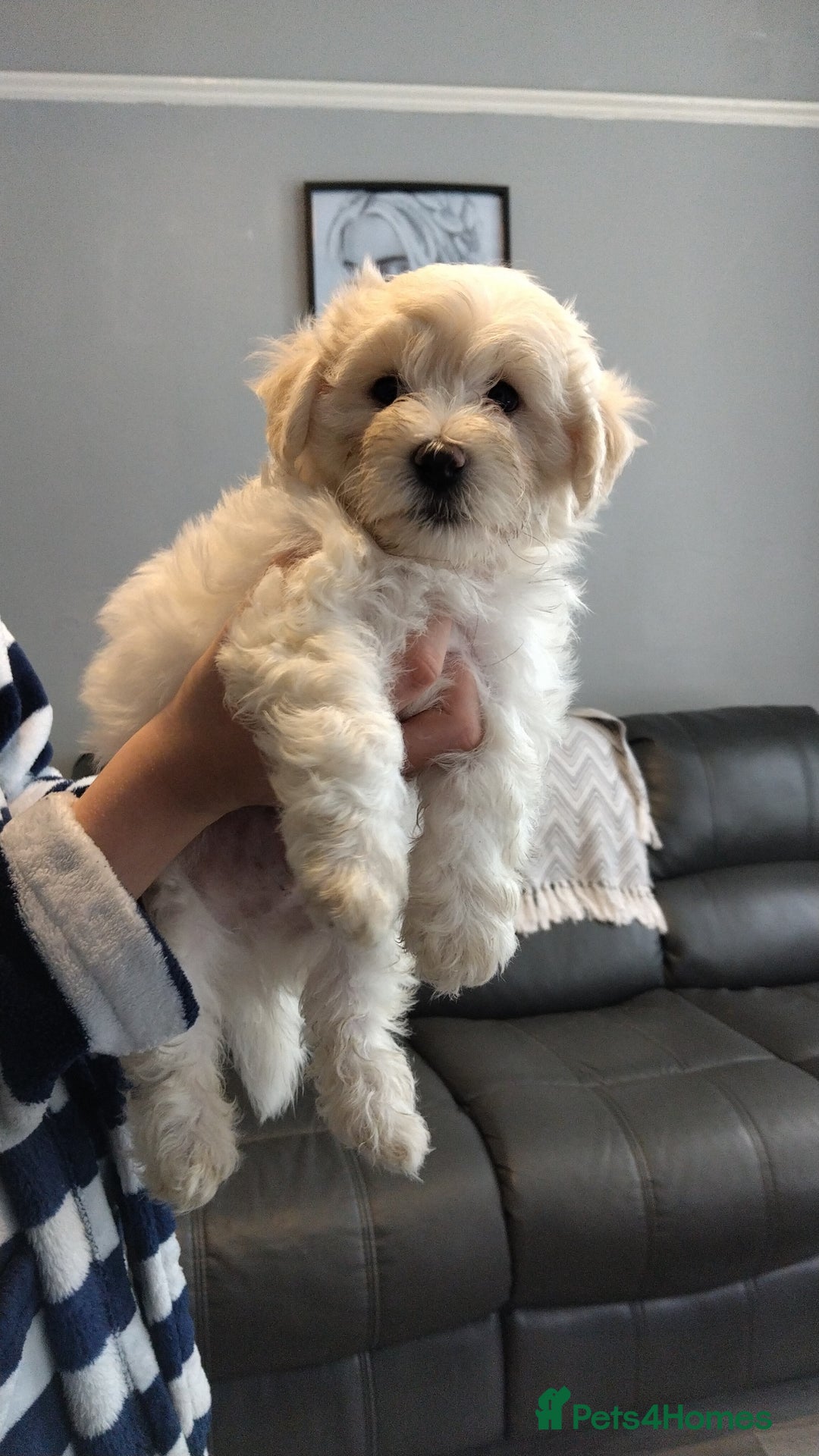 Poochon dogs for sale: Poochons💥 2 Beauties READY TO LEAVE NOW 💥  - Image 30