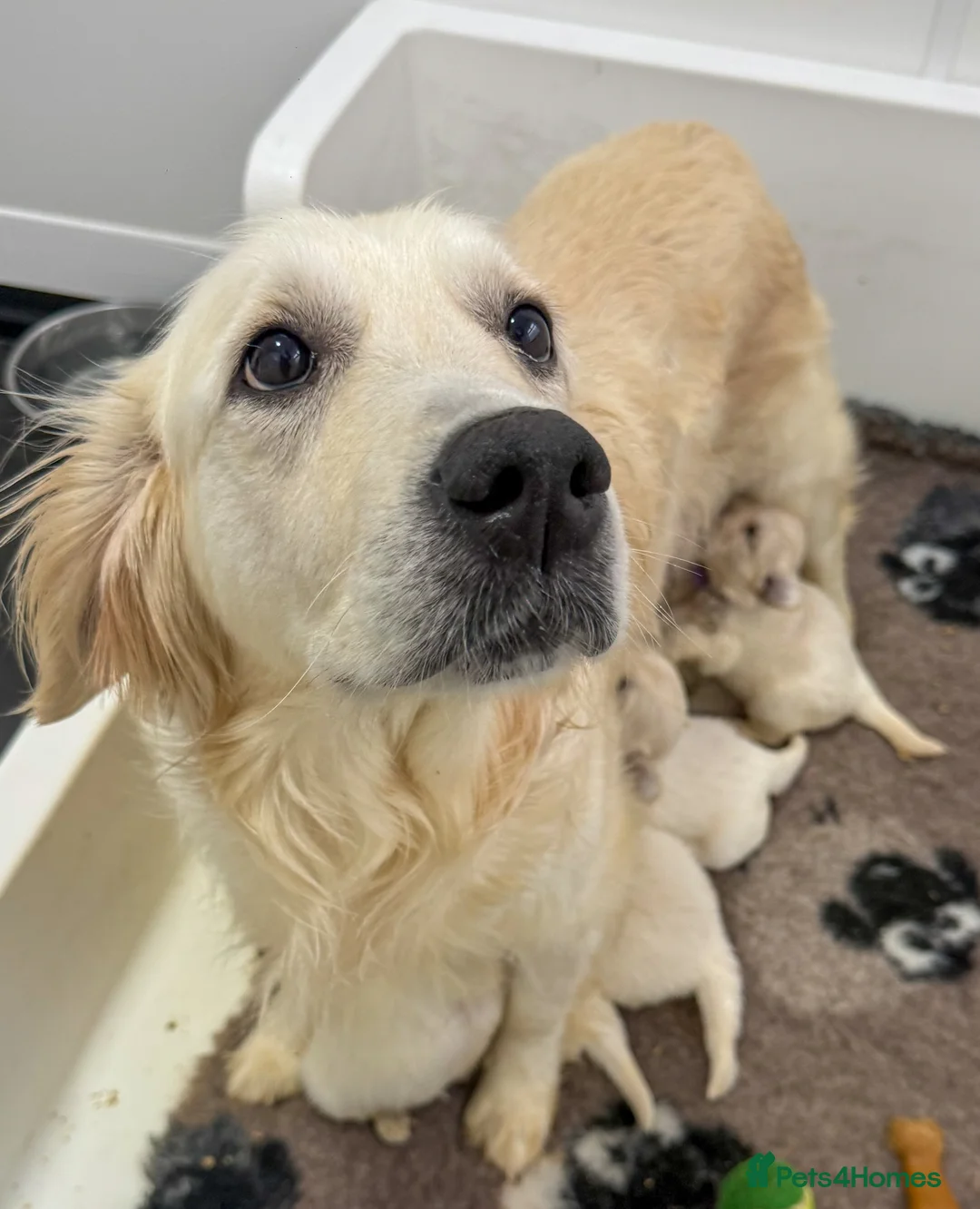 Golden Retriever dogs for sale: Stunning Kc registered golden retrievers - Advert 3