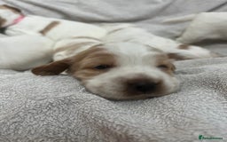 Cocker Spaniel dogs for sale: Beautiful Orange Roan/ Sable Puppies  - Image 7