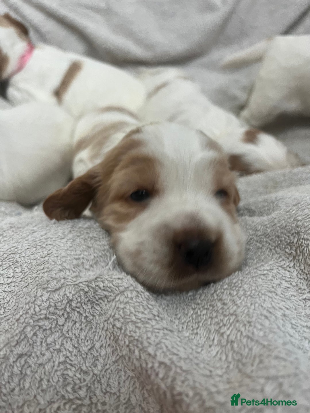 Cocker Spaniel dogs for sale: Beautiful Orange Roan/ Sable Puppies  - Image 7